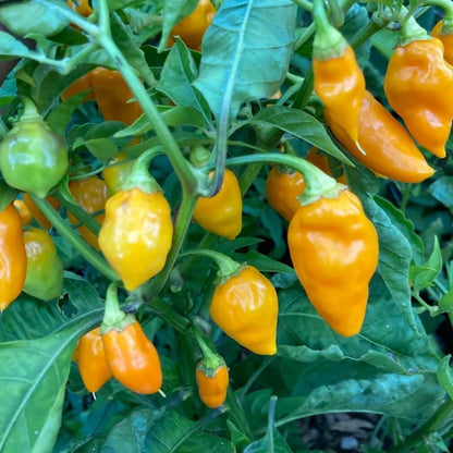 St. Augustine Datil Pepper Seeds - Heirloom Vegetable Plant for Home Gardens