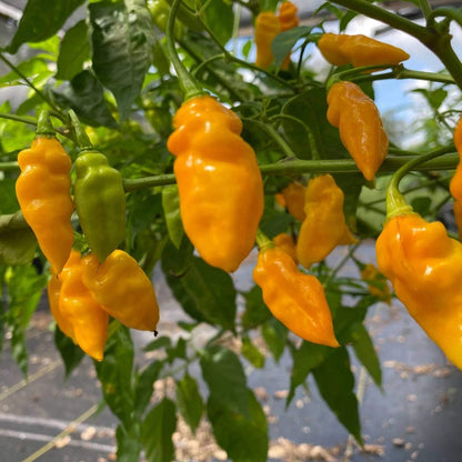 St. Augustine Datil Pepper Seeds - Heirloom Vegetable Plant for Home Gardens