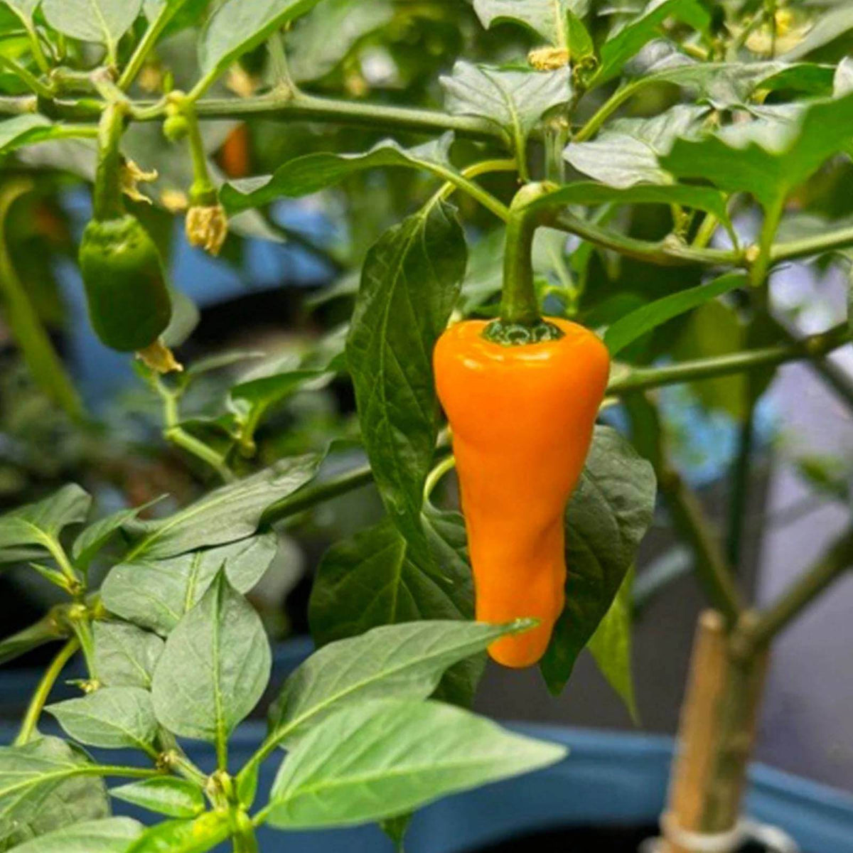 St. Augustine Datil Pepper Seeds - Heirloom Vegetable Plant for Home Gardens