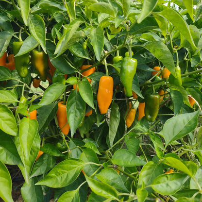 St. Augustine Datil Pepper Seeds - Heirloom Vegetable Plant for Home Gardens