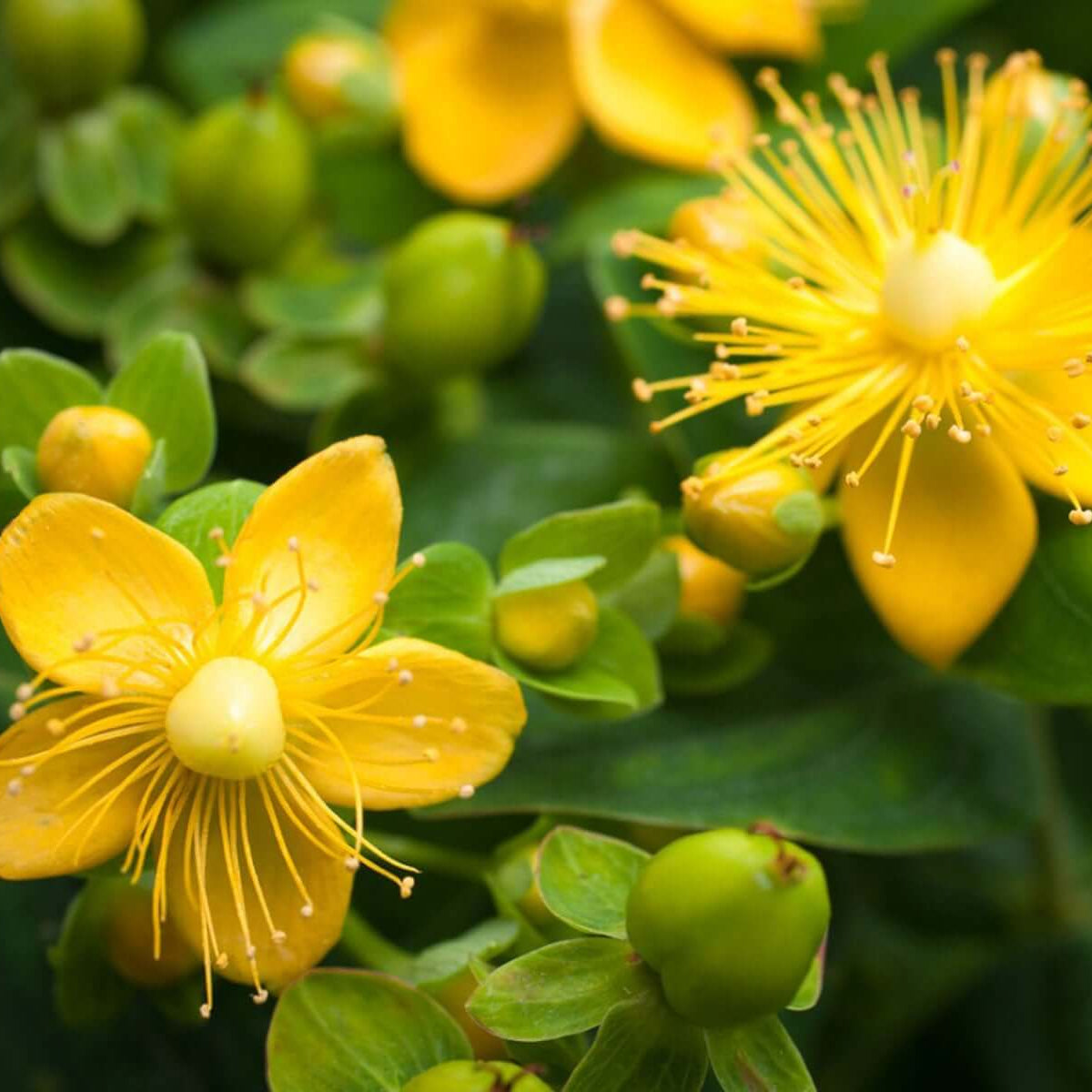 St. John’s Wort Seeds - Herbal Plant