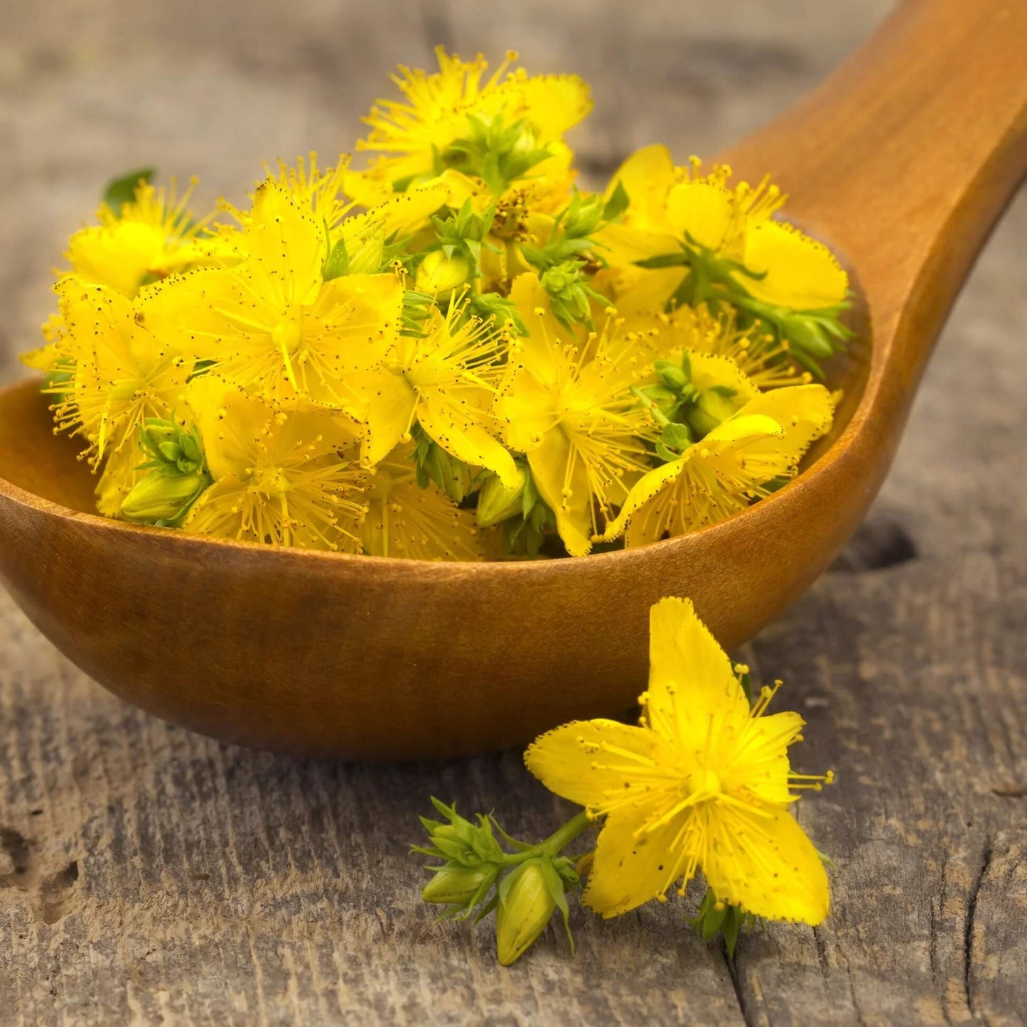 St. John’s Wort Seeds - Herbal Plant