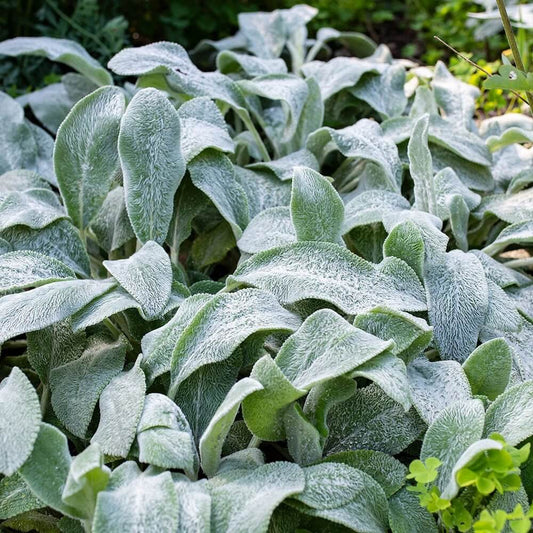 Stachys Lamb'S Ear Seeds - Ornamental Plant Seeds for Home Gardens