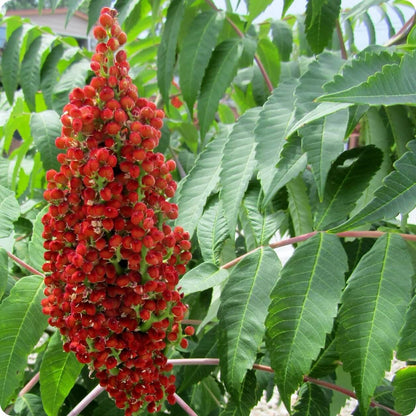 Staghorn Sumac Seeds