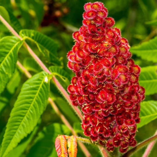 Staghorn Sumac Seeds