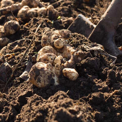 Stampede Seeds