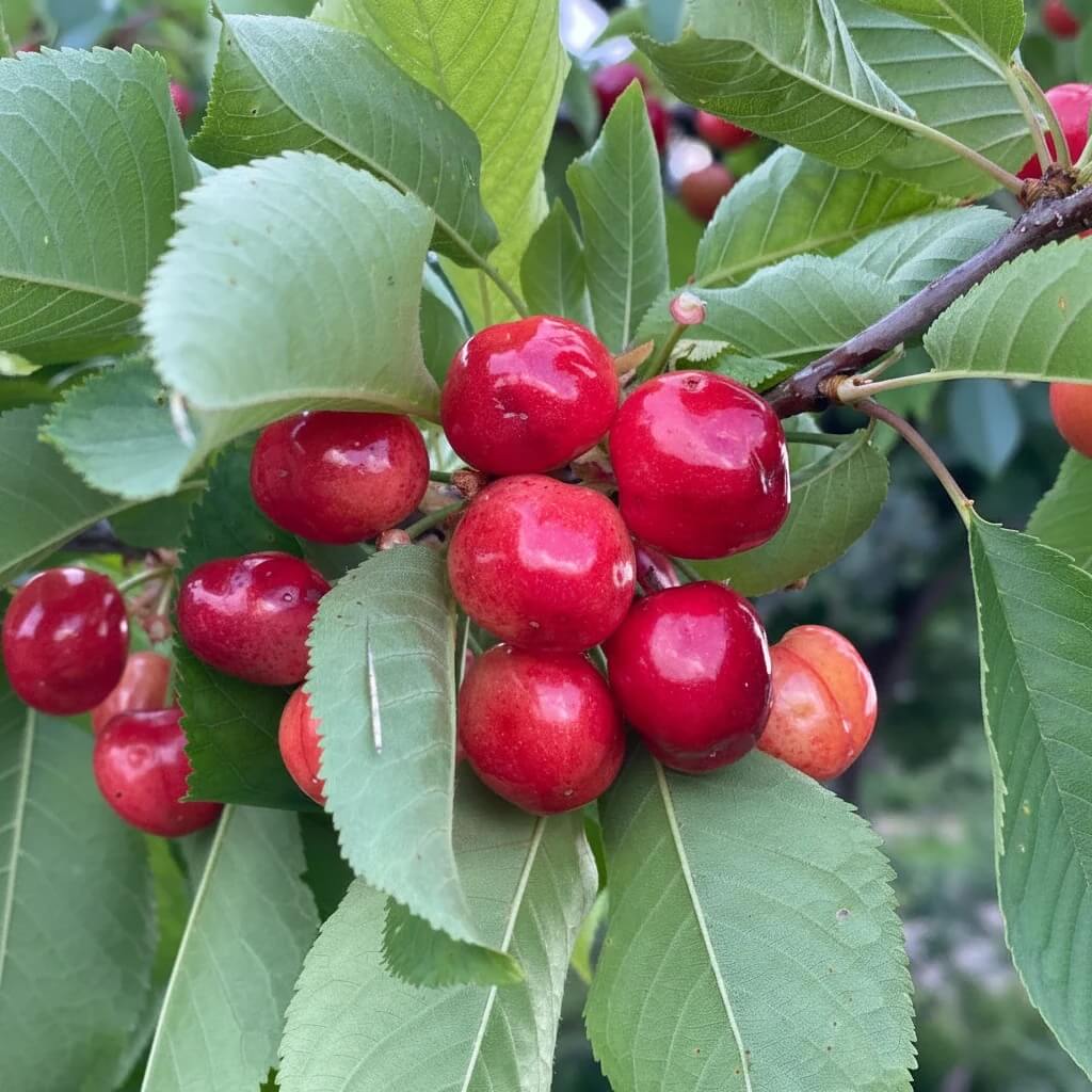 Standard Acerola Seeds - Fruit Plant Seeds for Home Gardens
