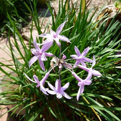 Standard Purple Society Garlic Seeds