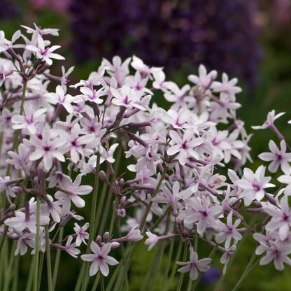 Standard Purple Society Garlic Seeds