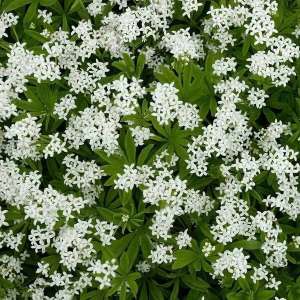 Standard Sweet Woodruff Seeds