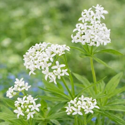 Standard Sweet Woodruff Seeds