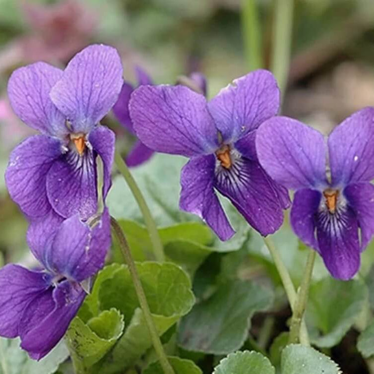 Standard Violet Violet Seeds 