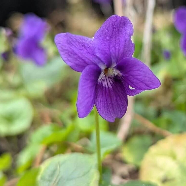 Standard Violet Violet Seeds 