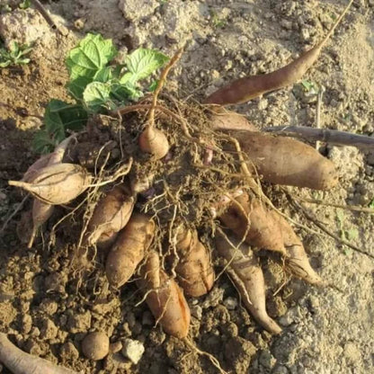 Standard Yacon Seeds