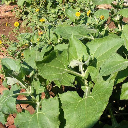 Standard Yacon Seeds