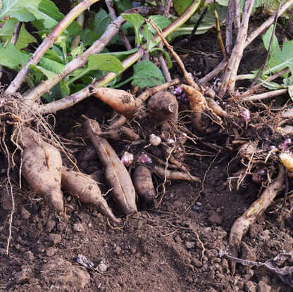 Standard Yacon Seeds