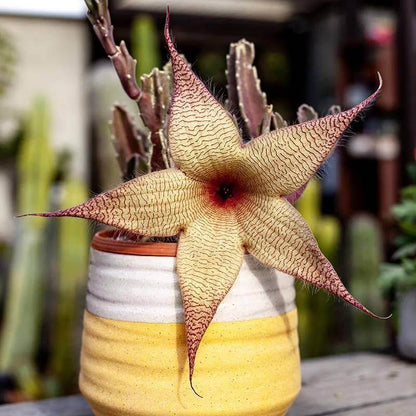 Stapelia Seeds - Succulent Plant Seeds for Home Gardens