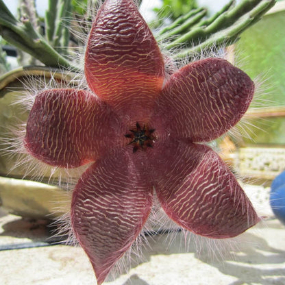 Stapelia Seeds - Succulent Plant Seeds for Home Gardens