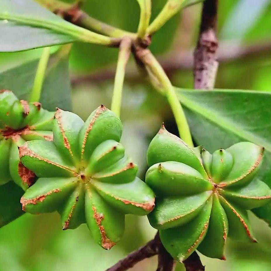 Star Anise Seeds