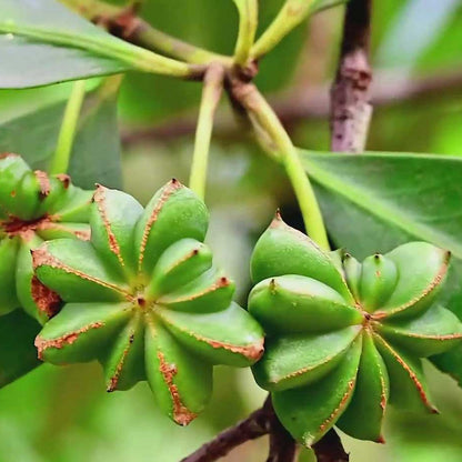 Star Anise Seeds