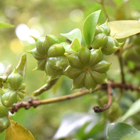 Star Anise Seeds