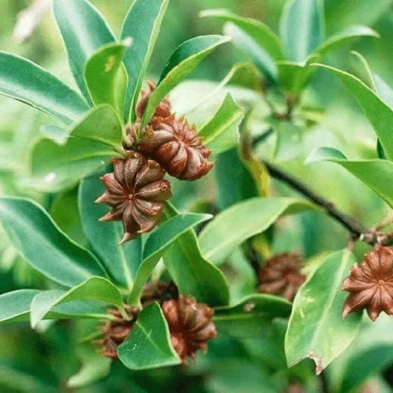 Star Anise Seeds For Sale 