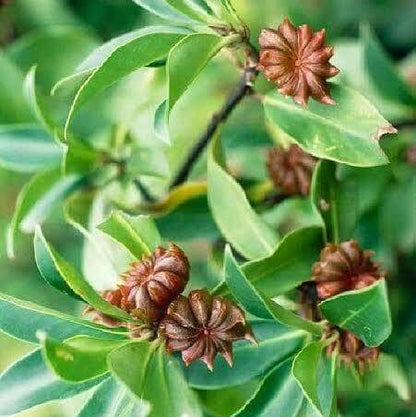 Star Anise Seeds For Sale 