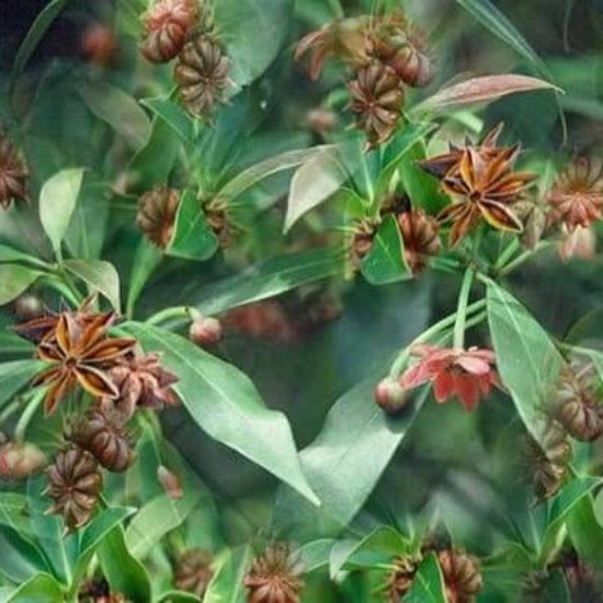 Star Anise Seeds For Sale 