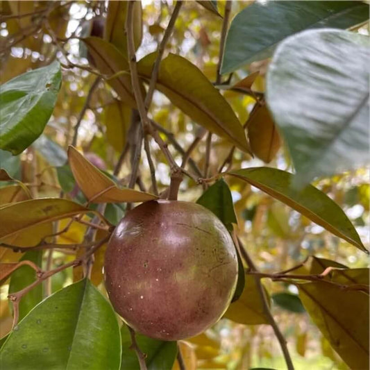 Star Apple  Seeds