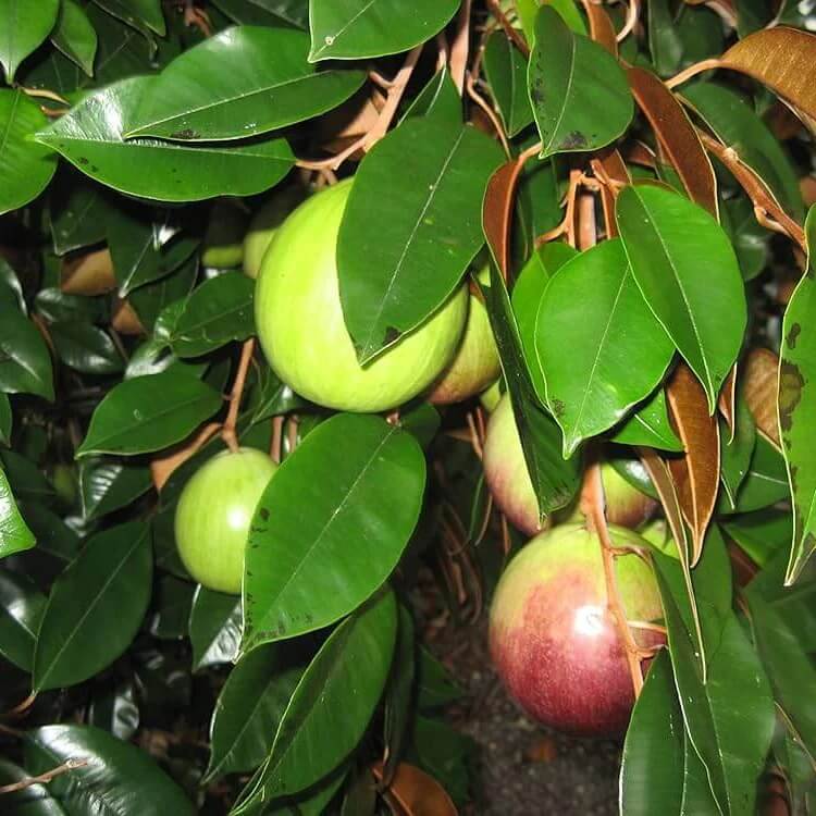 Star Apple  Seeds