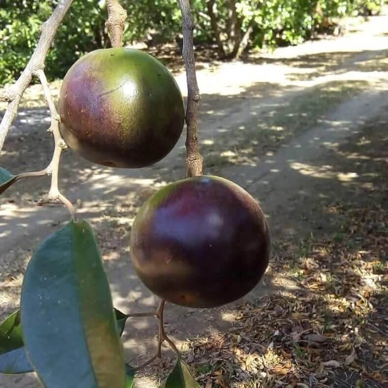 Star Apple  Seeds