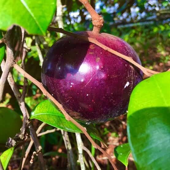 Star Apple  Seeds