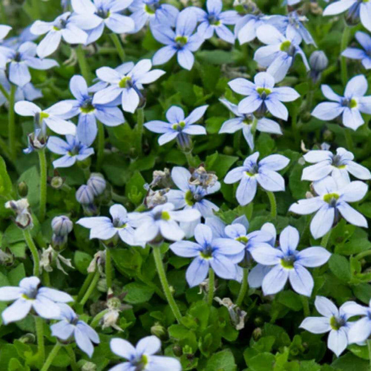 Star Creeper Seeds