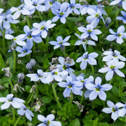 Star Creeper Seeds