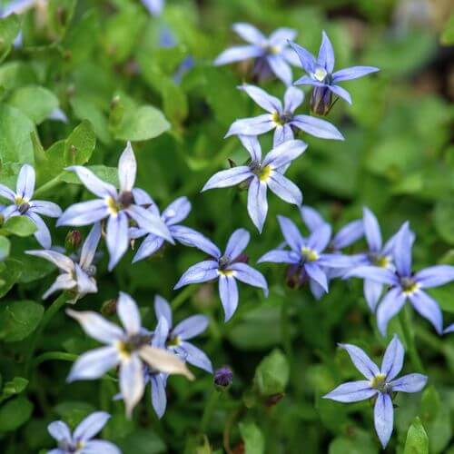 Star Creeper Seeds