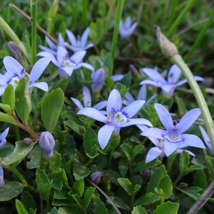 Star Creeper Seeds