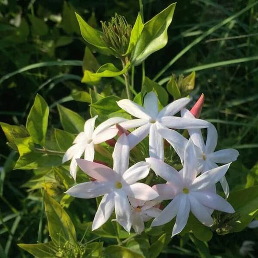 Star Jasmine Seeds 