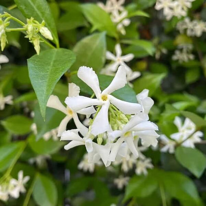 Star Jasmine Seeds 