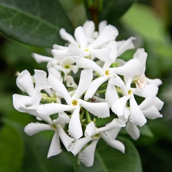 Star Jasmine Seeds 