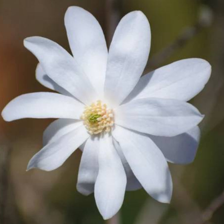 Star Magnolia Seeds - Heirloom Flower Plant for Home Gardens