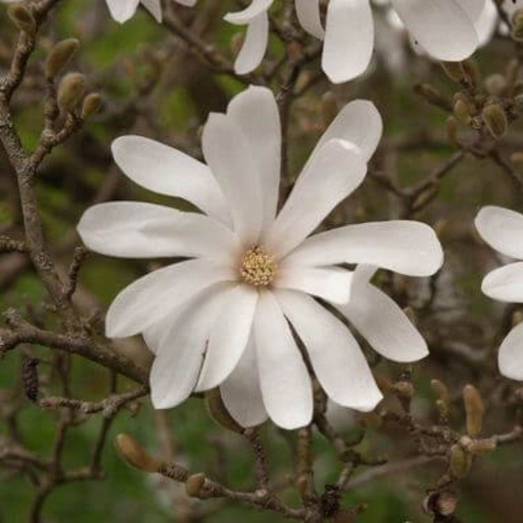 Star Magnolia Seeds - Heirloom Flower Plant for Home Gardens
