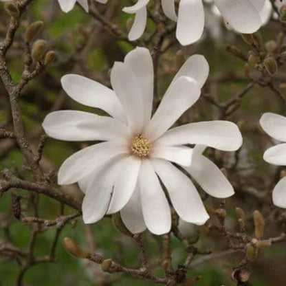Star Magnolia Seeds - Heirloom Flower Plant for Home Gardens