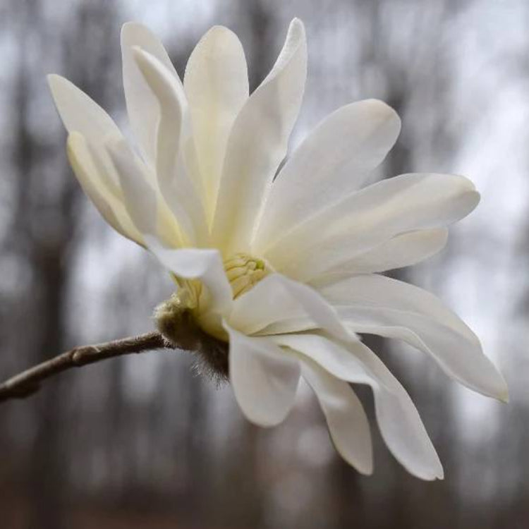 Star Magnolia Seeds - Heirloom Flower Plant for Home Gardens
