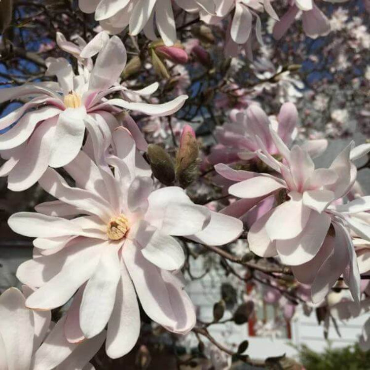 Star Magnolia Seeds - Heirloom Flower Plant for Home Gardens