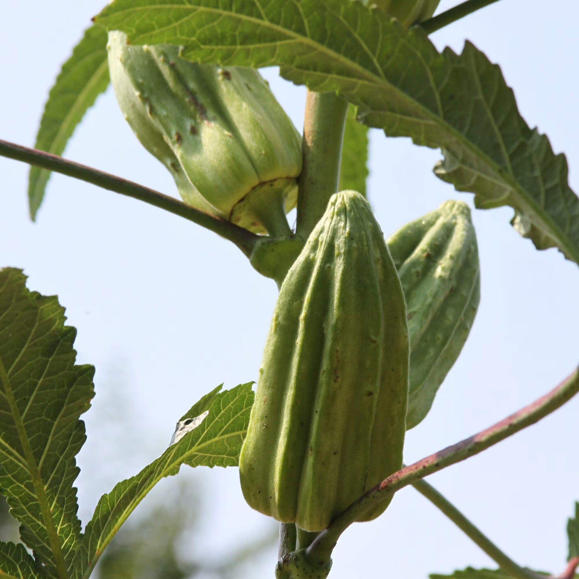 Star of David Okra Seeds 