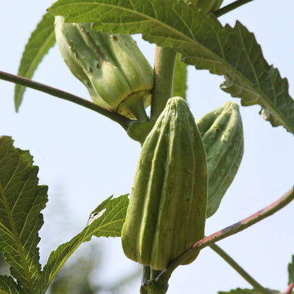 Star of David Okra Seeds 