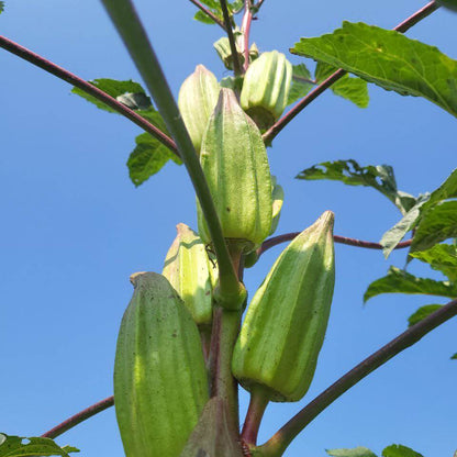 Star of David Okra Seeds 