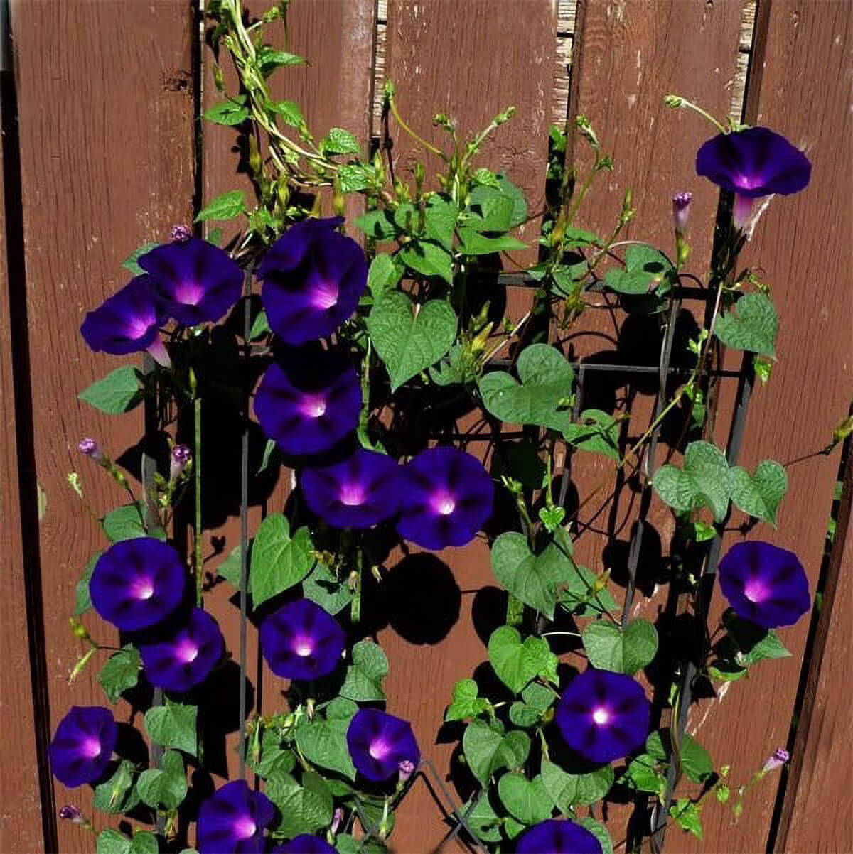 Star of Yelta Morning Glory Seeds 