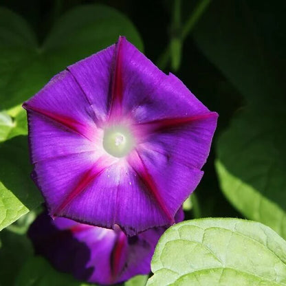 Star of Yelta Morning Glory Seeds 