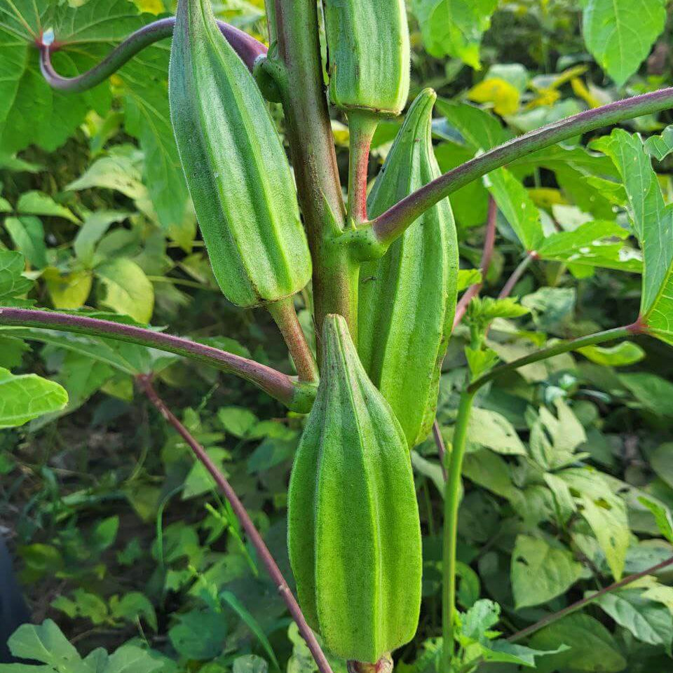 Star of david okra seeds - Vegetable Plant